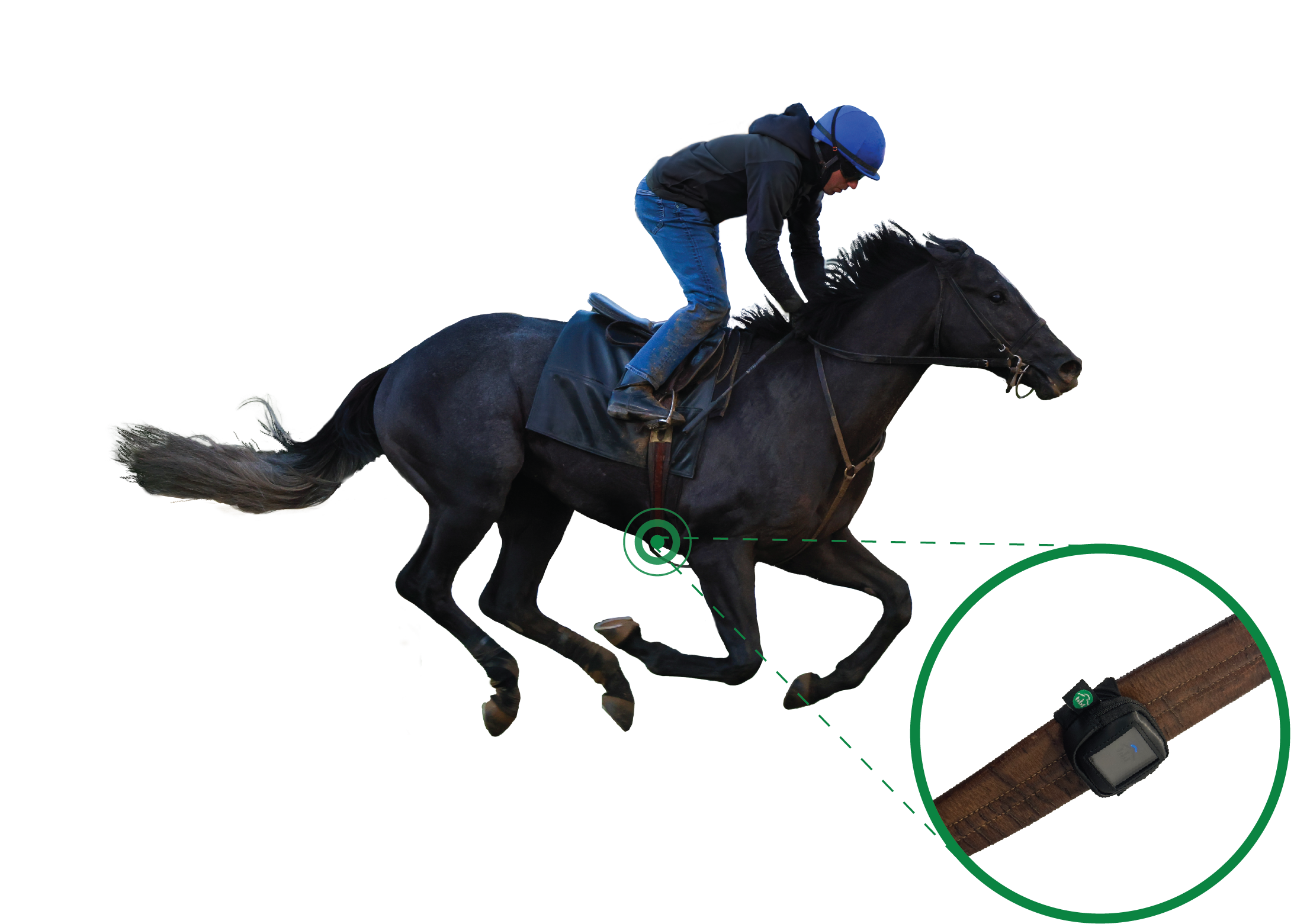 Horse Wearables Illustration