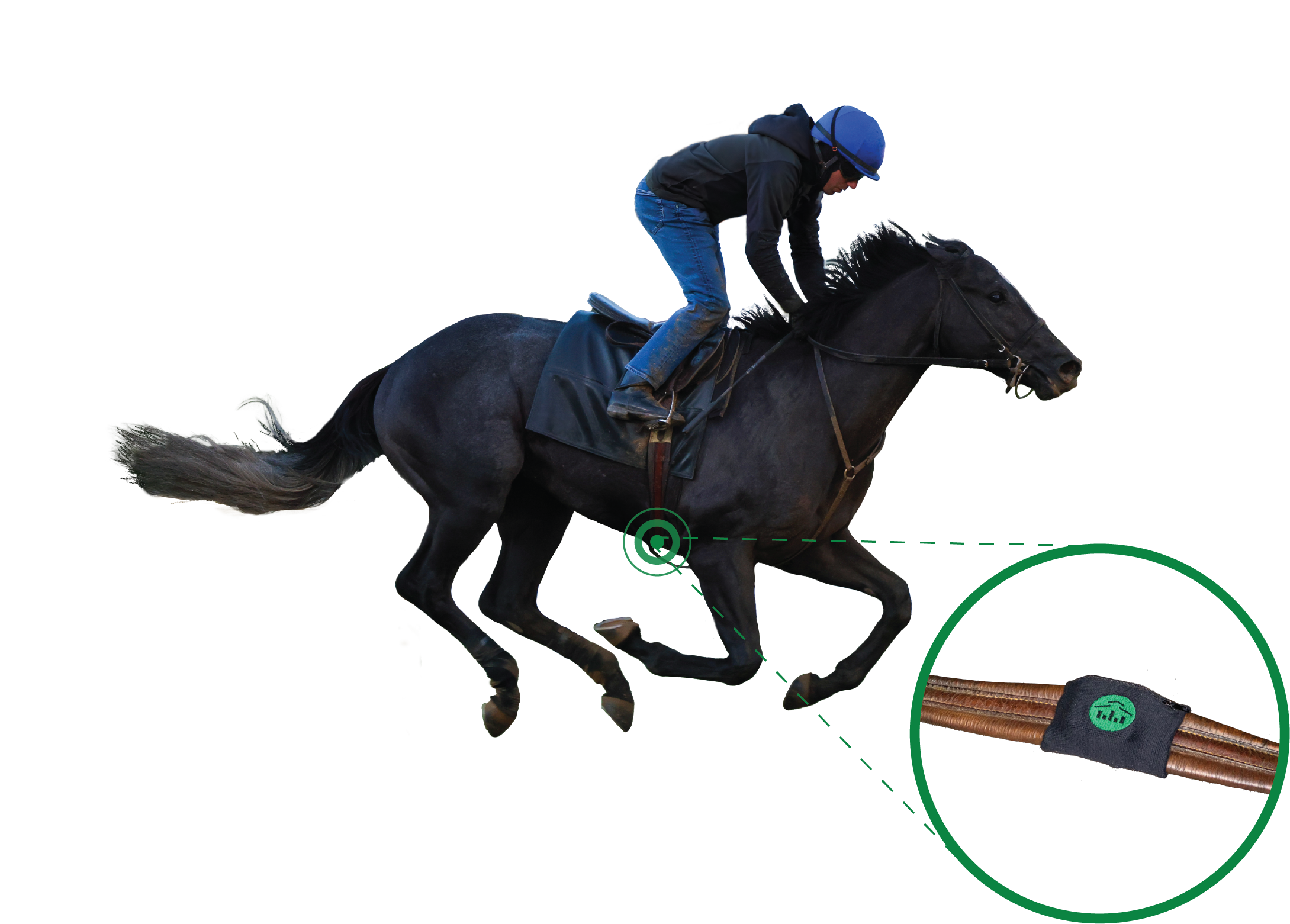 Horse Wearables Illustration